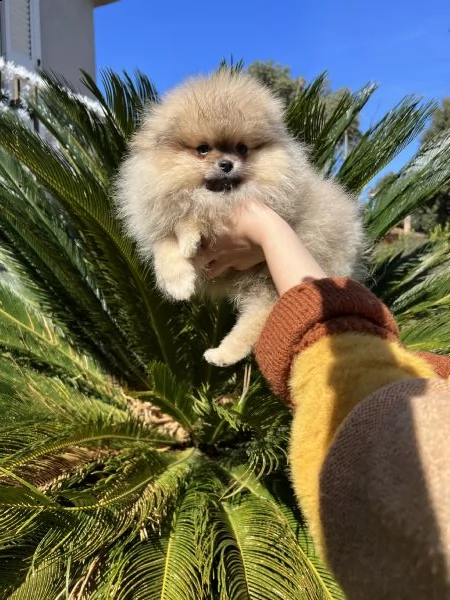 volpino di pomerania toy / spitz tedesco nano