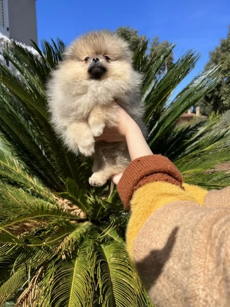 volpino di pomerania toy / spitz tedesco nano | Foto 0