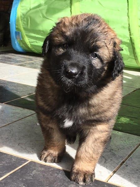  bellissimi cuccioli di leonberger  | Foto 1