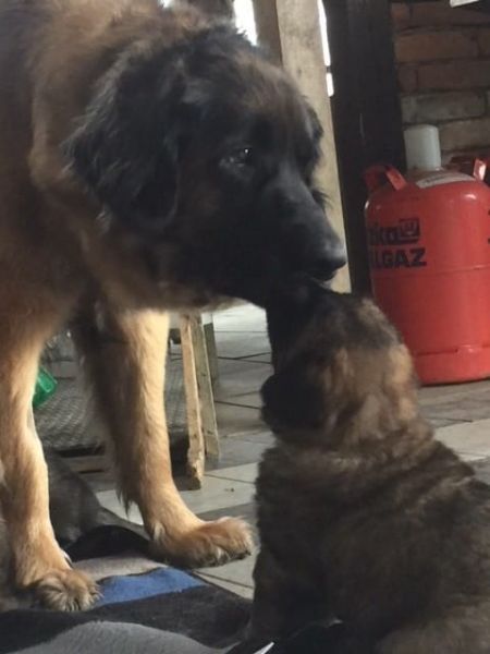  bellissimi cuccioli di leonberger  | Foto 0