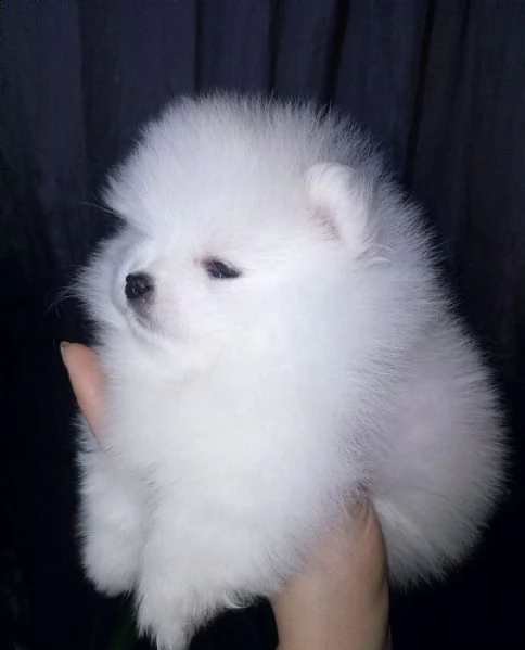 spitz di pomerania nano/bianco | Foto 0