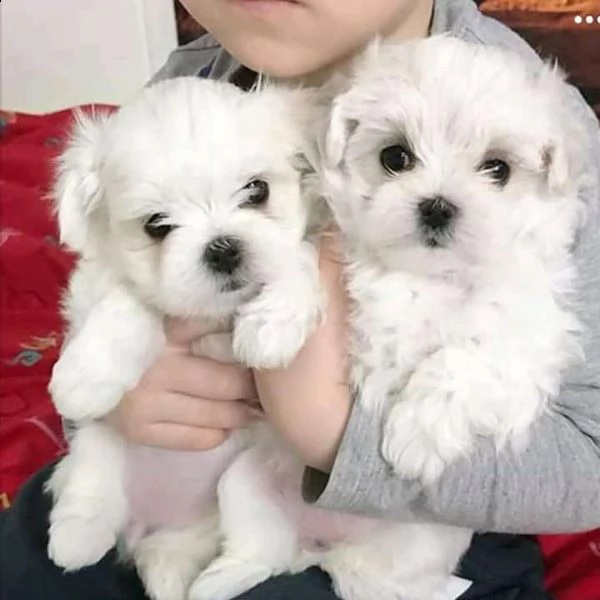 cuccioli di maltese bianco