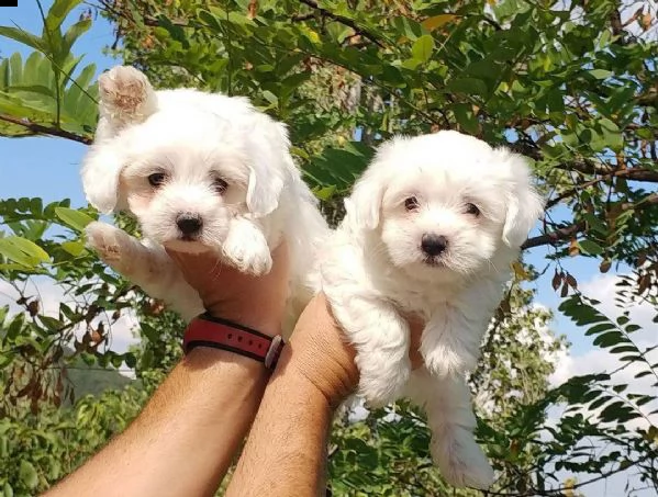 cuccioli di razza maltese tre mesi