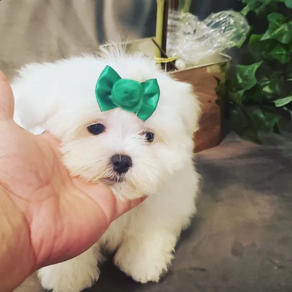 cuccioli di razza maltese tre mesi | Foto 0