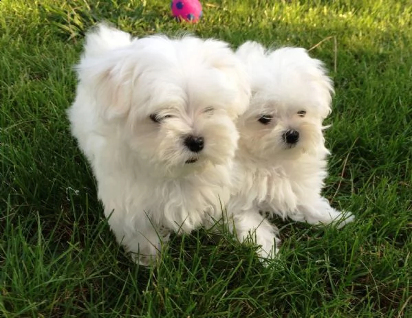 maltese toy bianco (maschio e femmina) | Foto 0