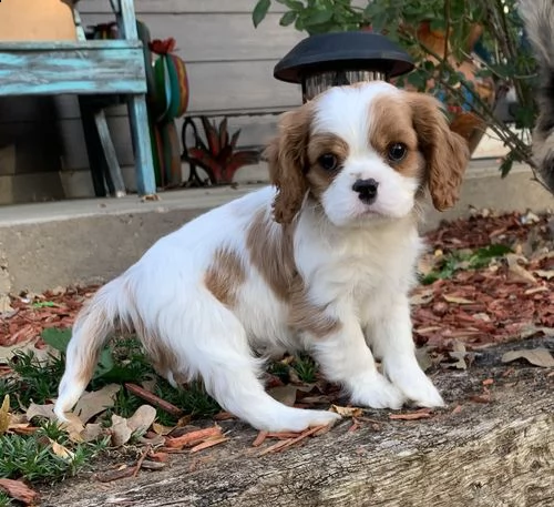 cuccioli di cavalier king  femminucce e maschietti disponibili per l'adozione gratuita