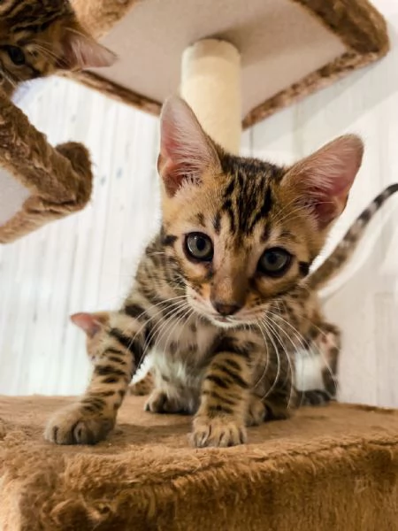 disponibile bengala brown spotted tabby | Foto 0