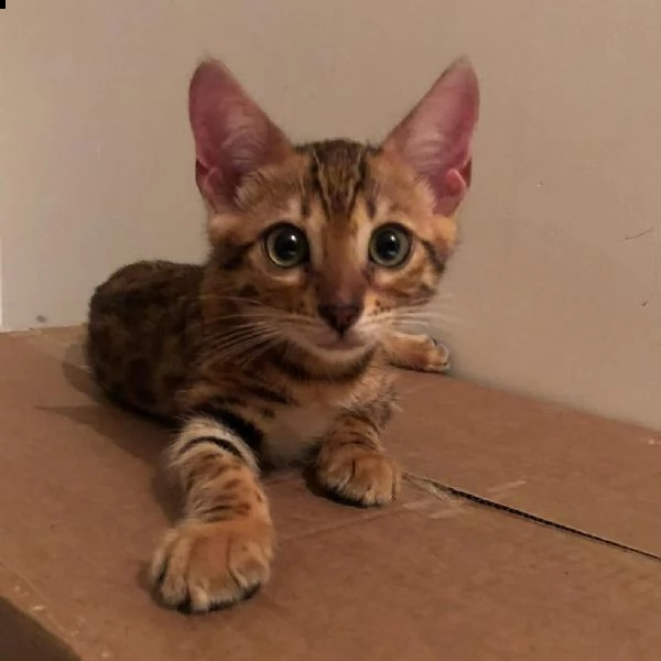 bengal cuccioli disponibili