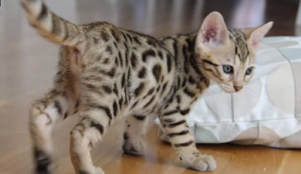 bengal cuccioli disponibili | Foto 0