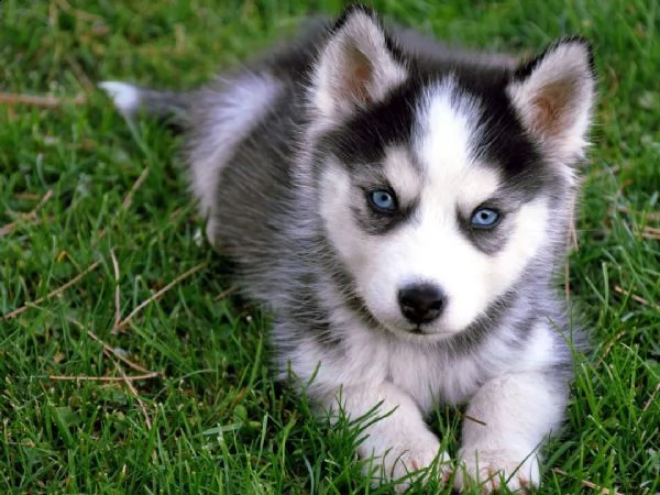 bellissimi cuccioli di husky siberiano. | Foto 1