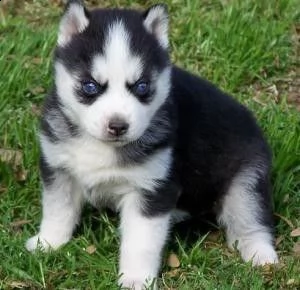 bellissimi cuccioli di husky siberiano.