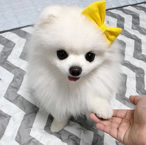  regalo pomerania cuccioli (maschio e femmina)