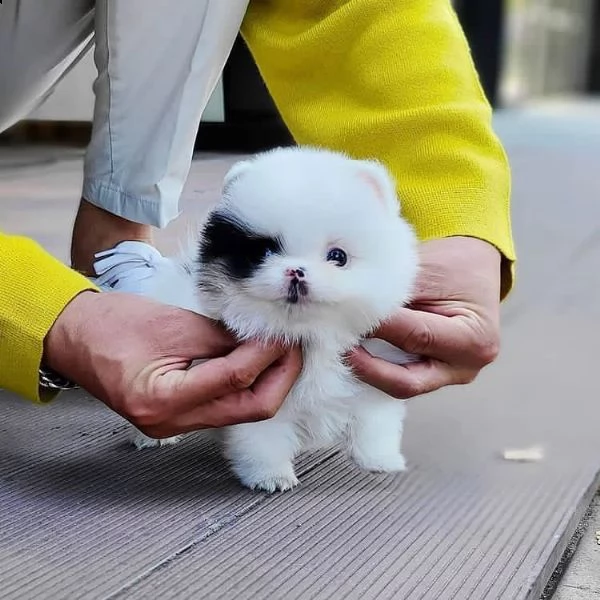 regalo pomerania cuccioli (maschio e femmina)