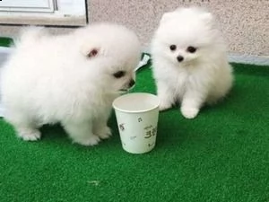 due fantastici cuccioli di pomerania