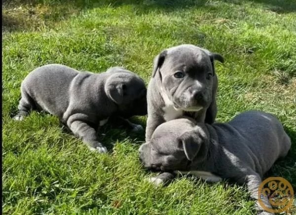 bull terrier blu dello staffordshire