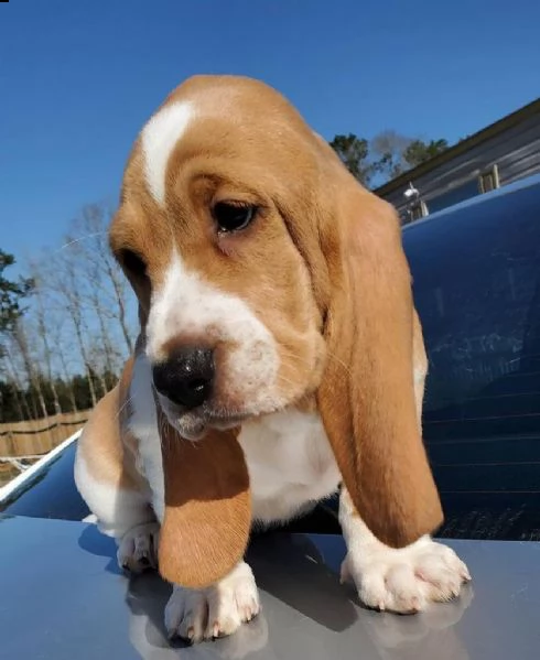 cuccioli di basset hound