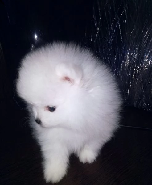 spitz di pomerania nano/bianco