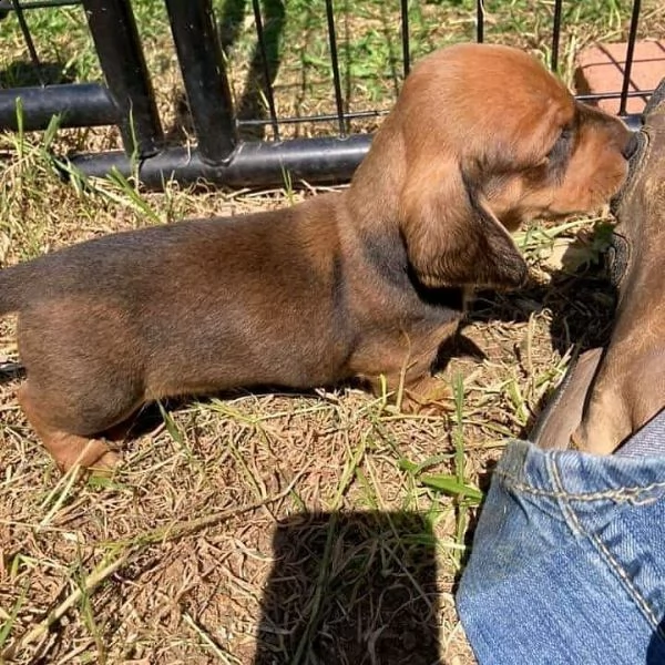 regalo adorabili cuccioli  bassotto femminucce e maschietti