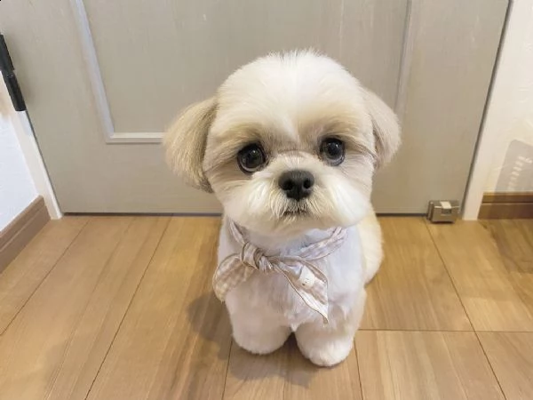 regalo cuccioli shih tzu avente : primi vaccini, passaporto, libretto sanitario, microchip. possibil