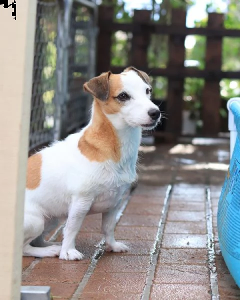 regalo cuccioli di tipo jack russel con i capelli corti cuccioli di jack russel, capelli corti e tut