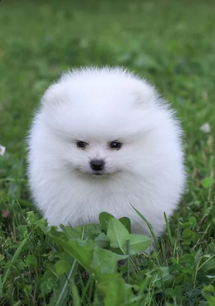 cuccioli di pomerania per l'adozione