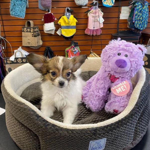  regalo papillon cuccioli meravigliosi !  nati in casa da nostri esemplari ipertipici carattere otti