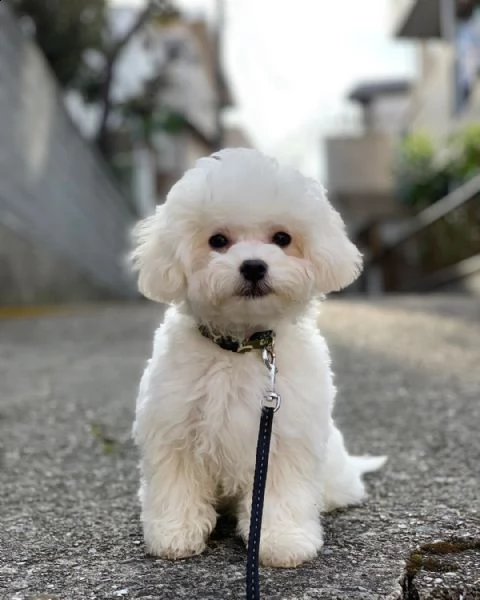 regalo bolognese cuccioli meravigliosi ! 