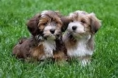 regalo allevamento cuccioli havanese