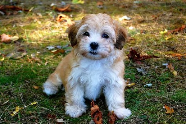 regalo havanese cuccioli meravigliosi ! 