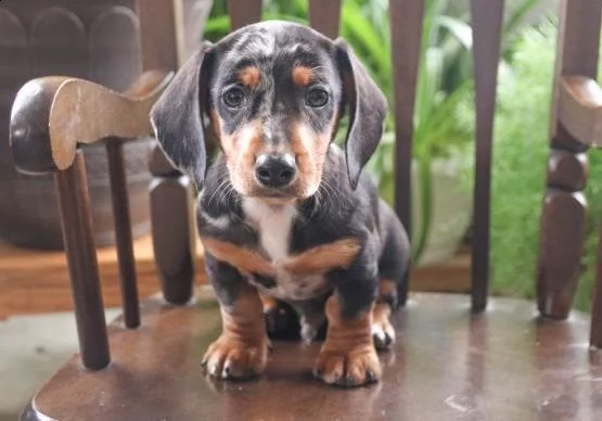  regalo adorabili cuccioli  bassotto femminucce e maschietti