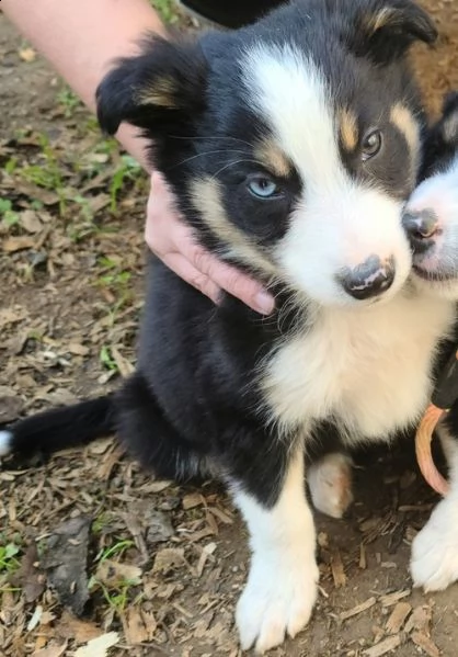 cuccioli di border collie femminucce e maschietti disponibili per l'adozione gratuita 