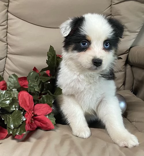 adorabili cuccioli  pastore australiano femminucce e maschietti disponibili 