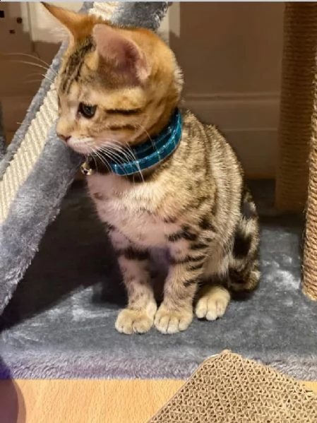 bengal cuccioli disponibili | Foto 0