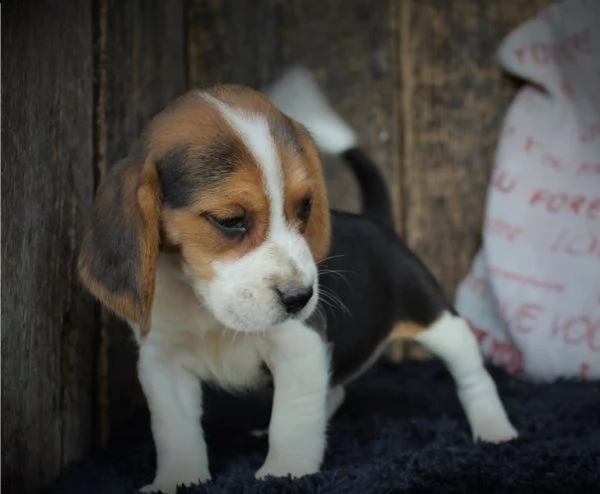 regalo beagle cuccioli meravigliosi ! 