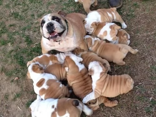 adorabili cuccioli di bulldog inglese