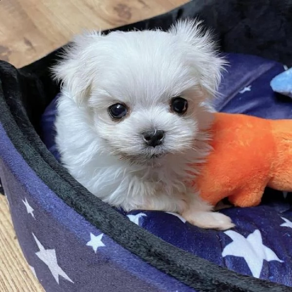 cuccioli maltese toy massimo 2kg e mezzo | Foto 0