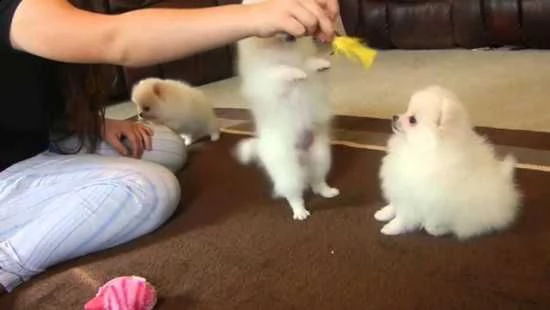 cuccioli di pomerania