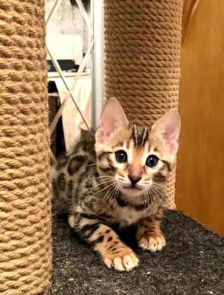 bengal cuccioli disponibili | Foto 0