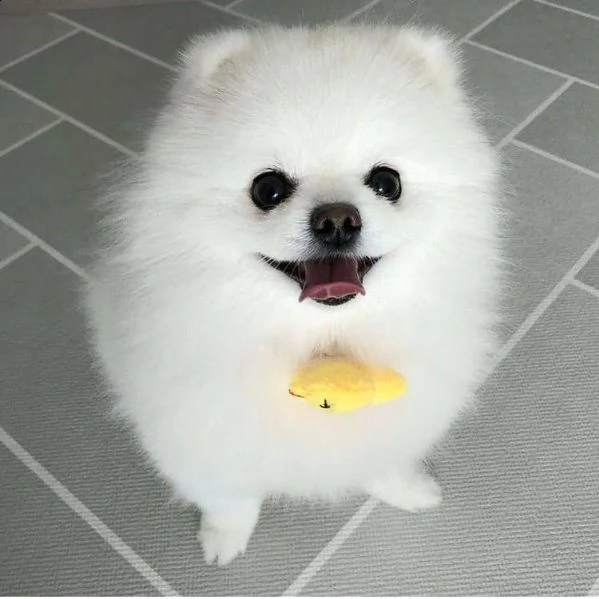  regalo pomerania cuccioli (maschio e femmina)