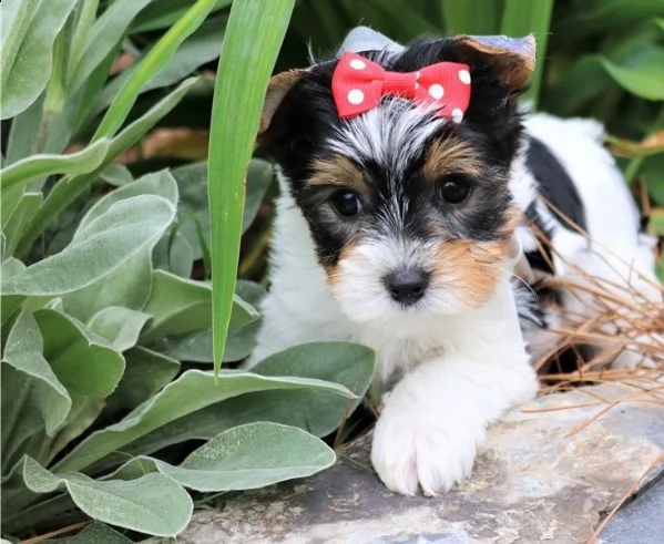   regalo yorkshire cuccioli meravigliosi ! 