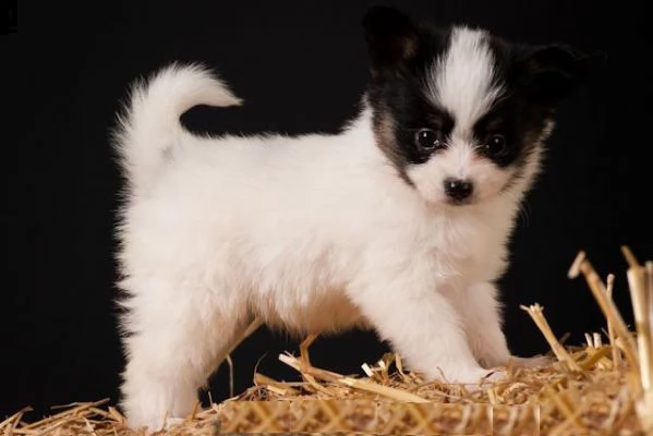 adorabili cuccioli di papillon femminucce e maschietti disponibili per l'adozione