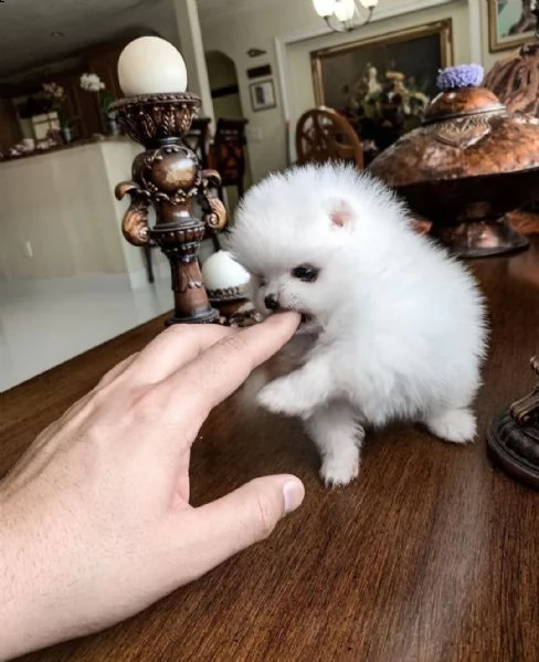 cucciolo di barboncino pomerania giocattolo con pedigree enci