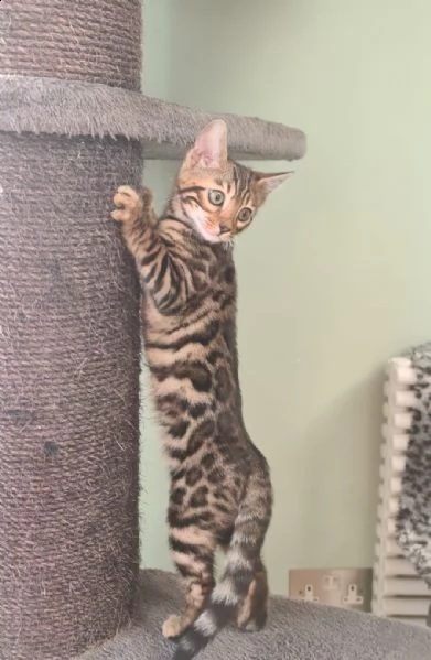 bengal cuccioli disponibili!! | Foto 0