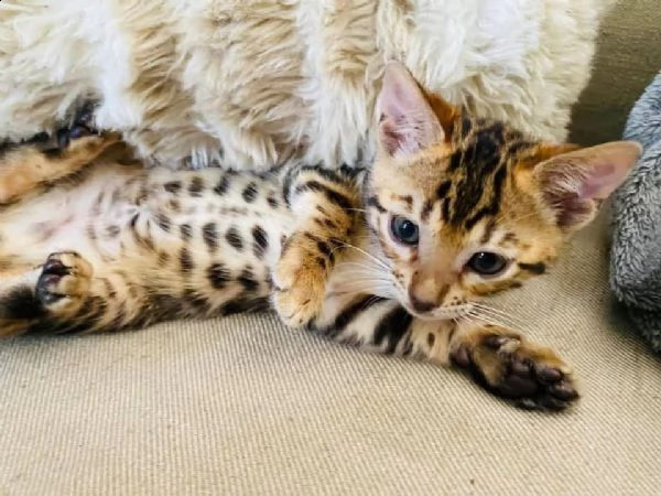 gattini bengala maschio e femmina!!! | Foto 0