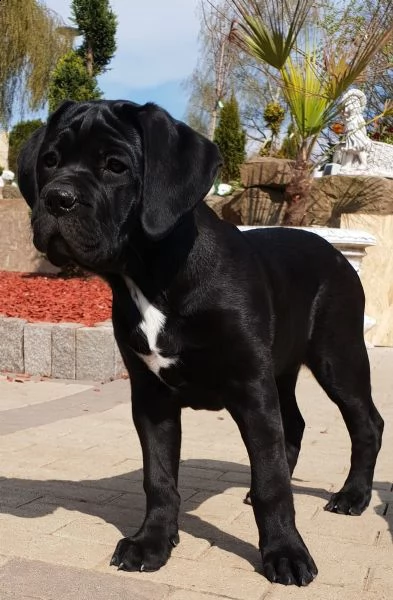 disponibili cuccioli cane corso