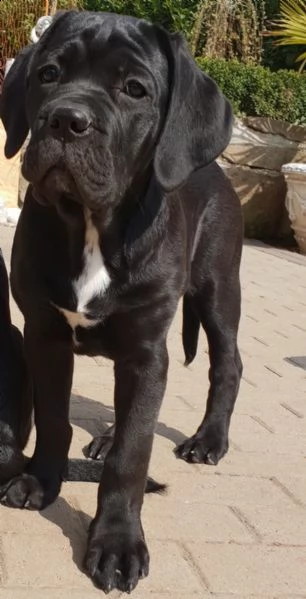 disponibili cuccioli cane corso | Foto 1