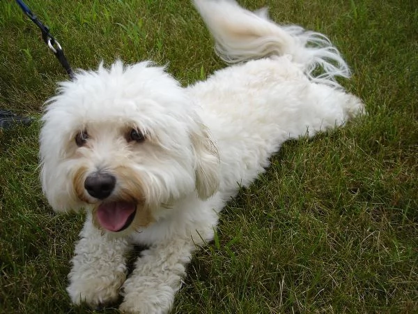 regalo havanese cuccioli meravigliosi ! 