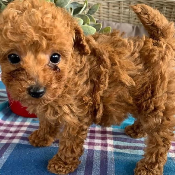  cuccioli di barboncino  femminucce e maschietti disponibili .