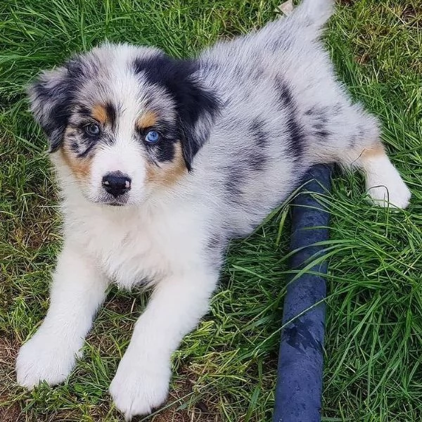 regalo adorabili cuccioli pastore australiano femminucce e maschietti