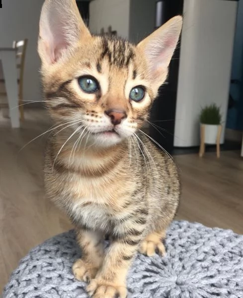 cuccioli gatto bengala disponibili!!! | Foto 0